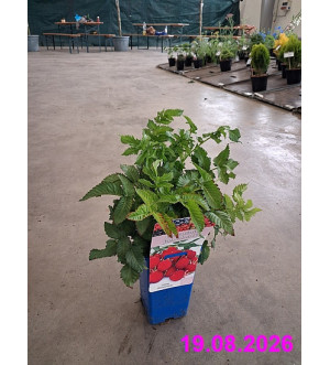 Rubus illecebrosus RP 1,6 L